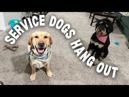 SERVICE DOG TEAM MEET UP | service dogs hang out, chill night in