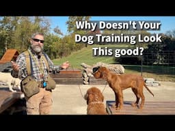 Why Doesn't Your Dog Training Look As Good As Social Media Dog Training?