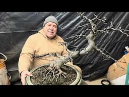 Breathing life into an old crabapple bonsai