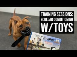 Training Sessions: E-Collar conditioning Oso using toys