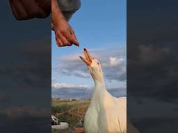 Duck Eats Dad's Hand... And a few Grasshoppers... 😱 #shorts