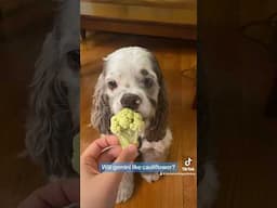 Will gemini like cauliflower? #dog #dogasmr #dogeating #asmrdog #cauliflower