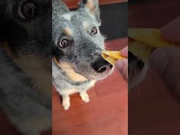 Of Course I Share The Vegemite With The Heelers 😊 #blueheeler #australiancattledog #vegemite