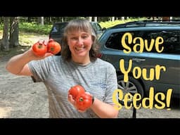 How To Save Tomato Seeds