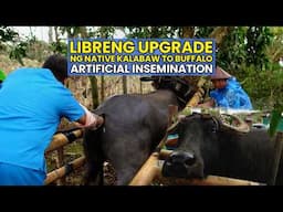 Libreng Upgrade ng Native Kalabaw to Buffalo, Artificial Insemination