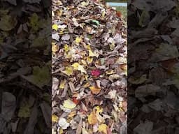 Leaf Piles are Dangerous