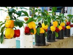 Grow Bell Peppers in Plastic Bottles Get Huge Harvests from Your Garden