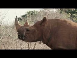 Orphaned Black Rhino Apollo | Sheldrick Trust