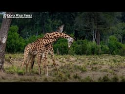 What Does it Mean When Giraffes are Necking?