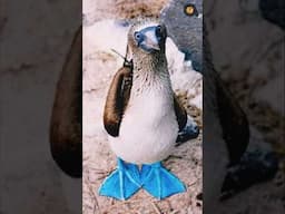 Blue Footed Booby | Funny and Adorable Clowns