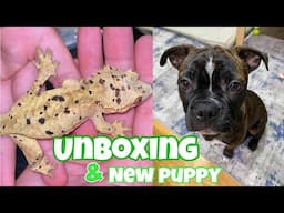 5k SUBSCRIBER UNBOXING AND NEW PUPPY! (Meet Louie)