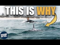 What's the REAL Reason Sharks Attack People?