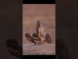 Photographing a cute family of Burrowing Owls! #owl #birds  #birdphotography #wildlifephotography