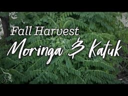 Moringa & Katuk - Fall Harvest