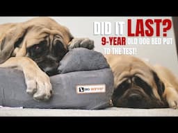 Do Big Barker Dog Beds Flatten? Putting Their 10-Year Warranty To the Test