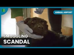 Smuggled German Shepherd - Animal Airport - Animal Documentary