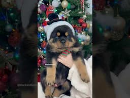 All I want for Christmas is a Rottweiler🎅