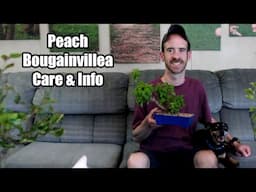 Peach Bougainvillea Care & Info