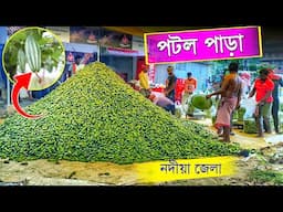 নদীয়ার বিখ্যাত পটল পাড়া | Pointed Gourd Cultivation | আধুনিক পদ্ধতিতে পটল চাষ | Potol Chas