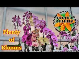 A Tour of Double H (UK) - Phalaenopsis Orchid Grower