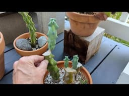 6 months later: Booby cactus propagation update (Myrtillocactus geometrizans 'Fukurokuryuzinboku')