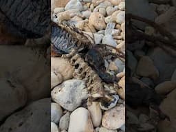 My son and I found a 4ft carcass washed up in Weymouth, England. Any ideas? #dorset #england