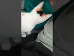 A Purring Kitten #kitten #purring #catvideos #funnycat #funnyvideo #funnyanimal