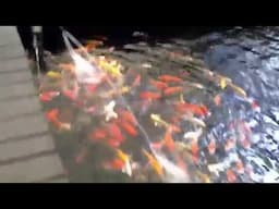 KOI Fish Farm