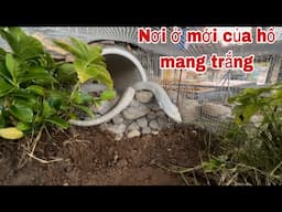 Rắn Hổ Mang Trắng Lộc Của Tướng Quân Và Nơi Ở Mới Đầy Lý Tưởng