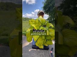 Hosta garden hack! 🌿 #gardeningtips #gardenideas #gardeningideas #gardening