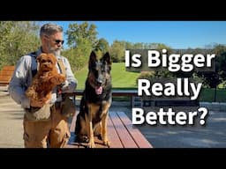 German Shepherd Dog vs Micro Toy Goldendoodle | Is Bigger Really Better?