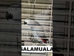 African Grey 🦜 | Amazing Talking Parrot Compilation #ParrotTalk #AfricanGrey #TalkingBird #Pets