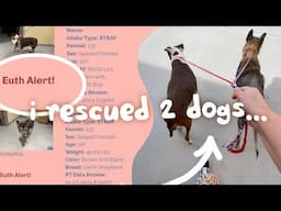 storytime: i rescued 2 dogs off a euthanasia list…