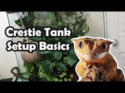 How to Setup a Crested Gecko Tank