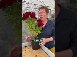 Chrysanthemum ‘Ruby Mound’ Zones 5-9