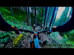 My favorite trail to ride at Tiger Mountain -Predator Double Black Diamond Trail