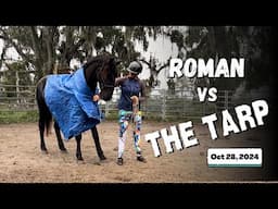 Roman vs. the tarp: watch his amazing groundwork progress!” (Oct 28, 2024)