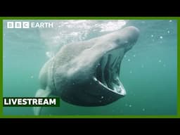 🔴 LIVE: Exploring the North Atlantic | North Atlantic: The Dark Ocean | BBC Earth