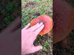 Smacking a Satisfying Mushroom #shorts