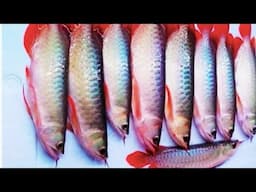 $75 Millions Arowana Business - Is it profitable?