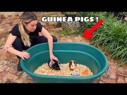 SETTING UP The DUMPED GUINEA PIGS !