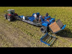 Fully automatic pumpkin harvest | Cool labour saving farming | Lemac from Holland