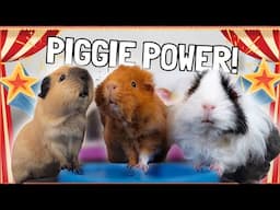 The Secret Power of Guinea Pigs! ✨