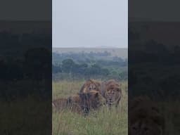 Maasai Mara #Wildlife Sightings Today (21/11/24) | Zebra Plains | #ShortsAfrica