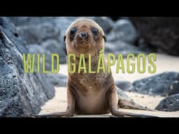 Wild Galapagos | Mike Rowe | Trapped In Paradise | Life on a Volcanic Archipelago