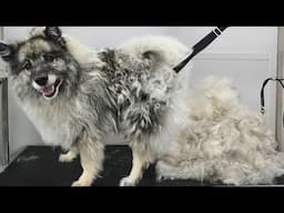 First groom in NINE years! Four hour transformation on extremely matted Keeshond dog