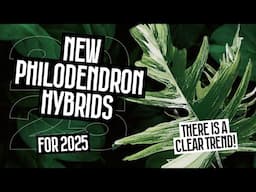 NEW PHILODENDRON HYBRIDS FOR 2025!!