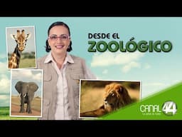 Desde el Zoológico - La gran familia canguro