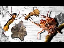 CRAZY Caterpillars transform into MOTHS: Lobster Moths (Stauropus fagi) in MothCycles