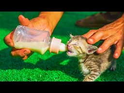 Cute kitten moments and animals: dog, chicken, duck, horse - cat sounds